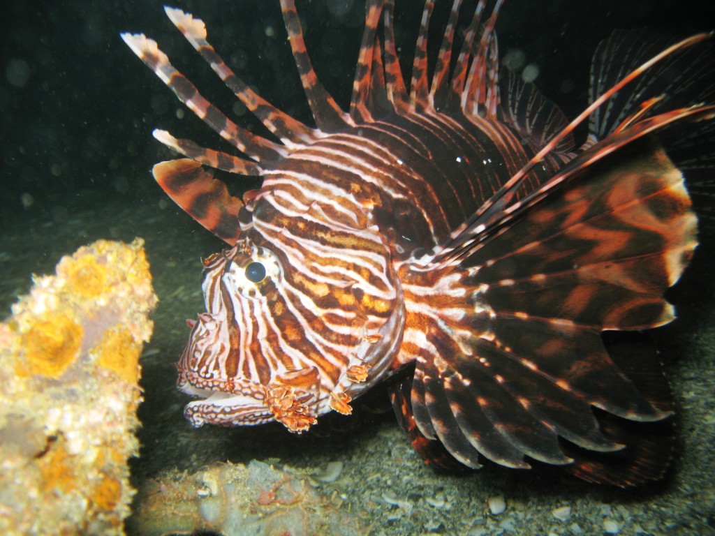 Lionfish