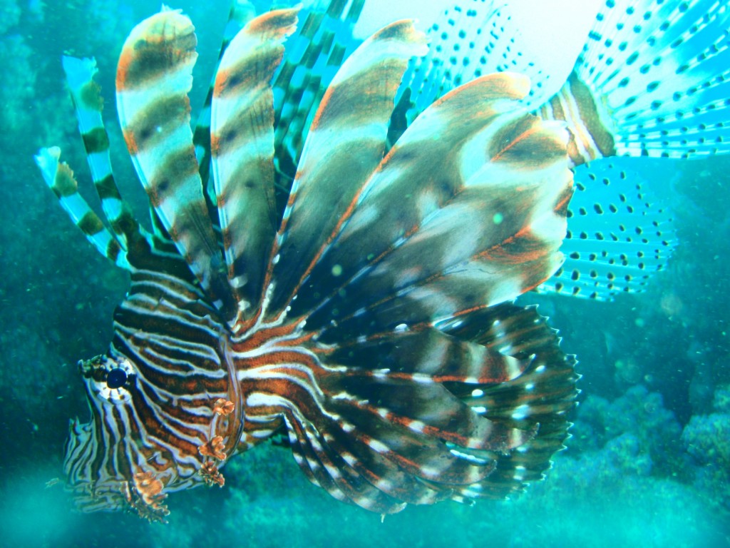 Lionfish