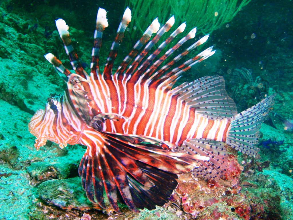 Lionfish