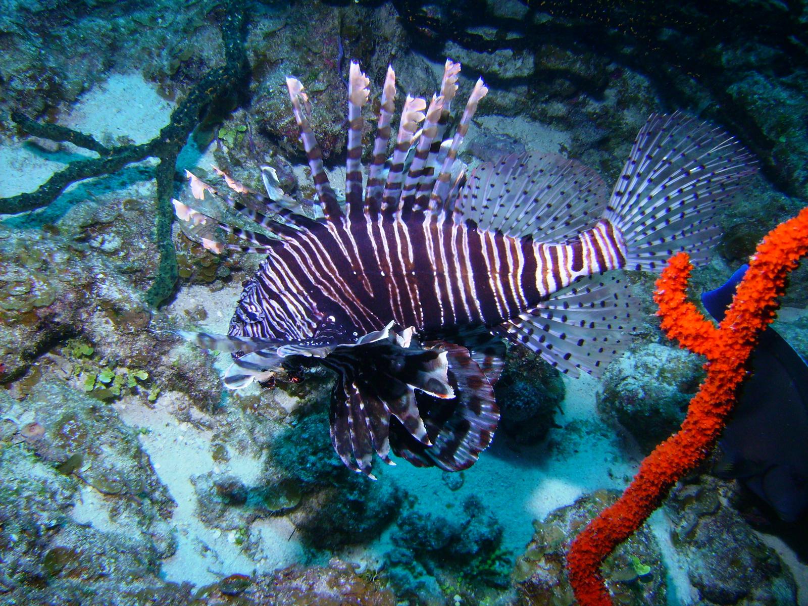 Lionfish