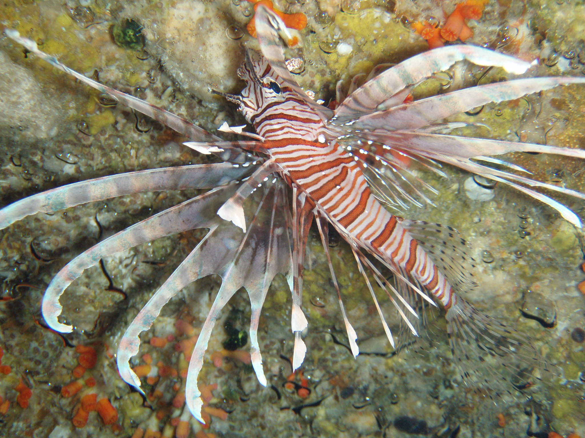 Lionfish