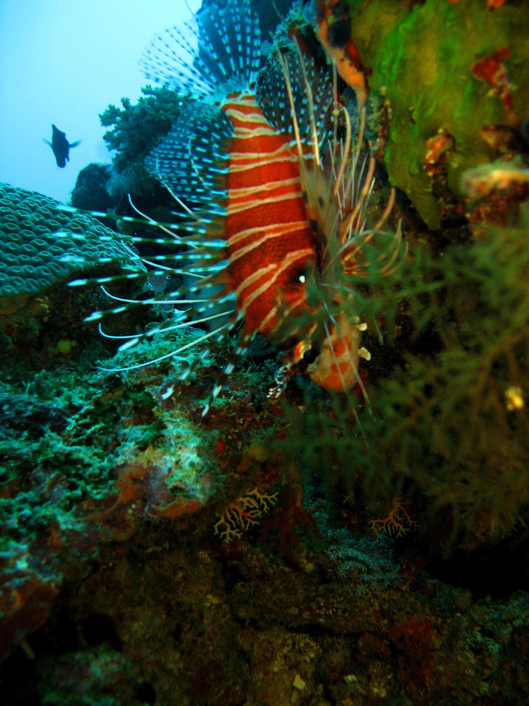 Lionfish