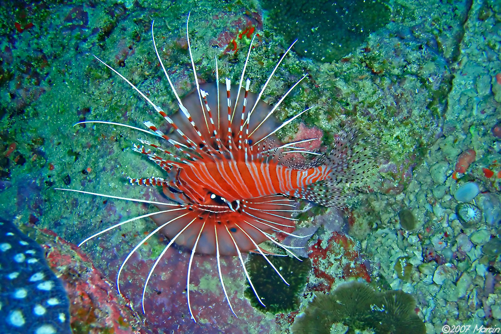 Lionfish