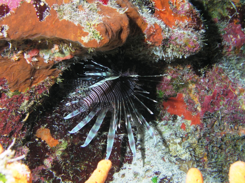 Lionfish