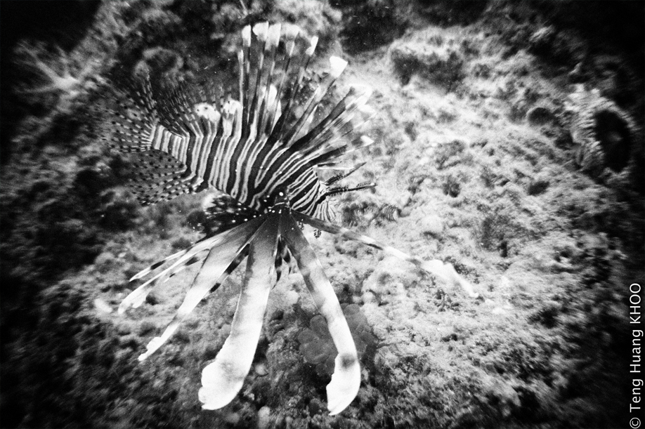 Lionfish