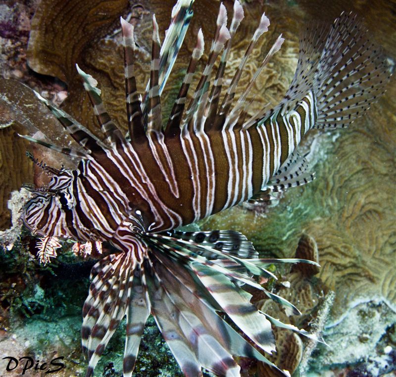 Lionfish