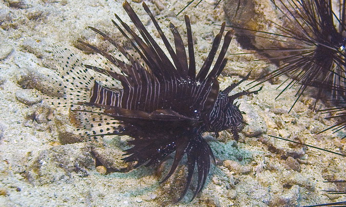 Lionfish