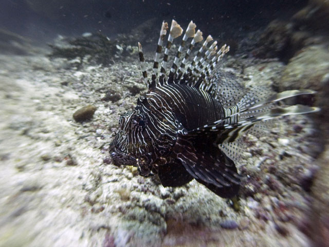 Lionfish