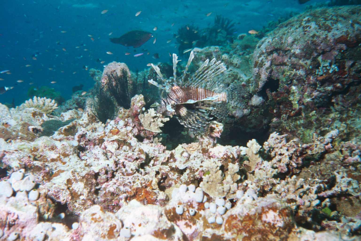 Lionfish