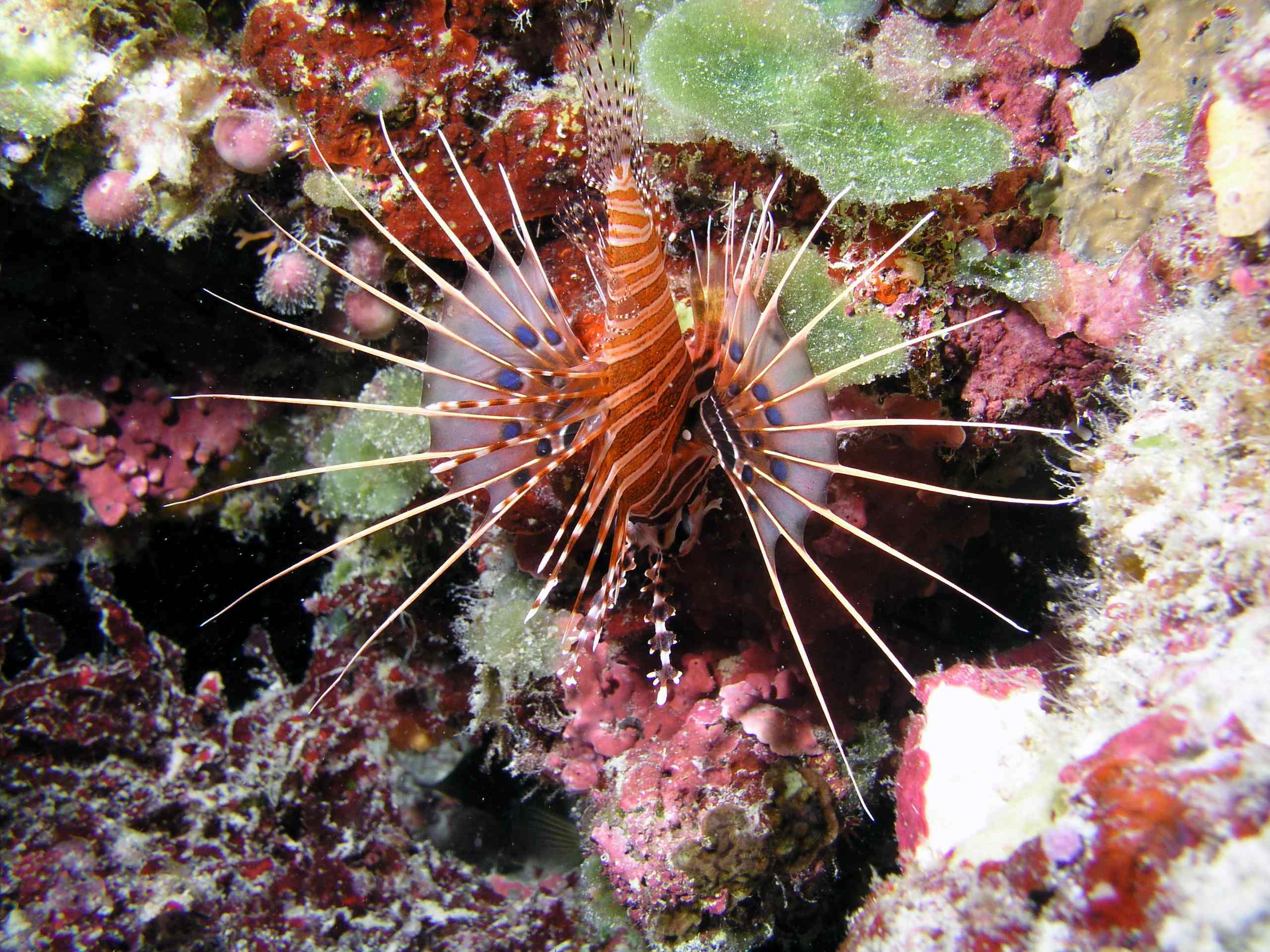 Lionfish