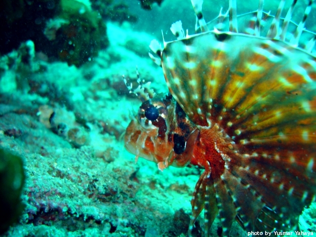 lionfish