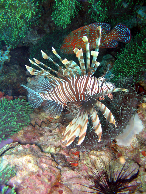 Lionfish