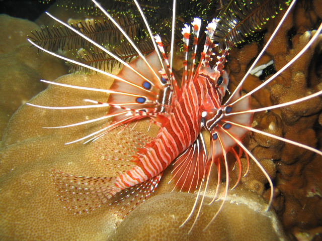 lionfish