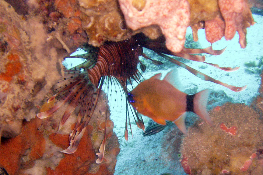 Lionfish