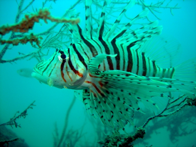 lionfish