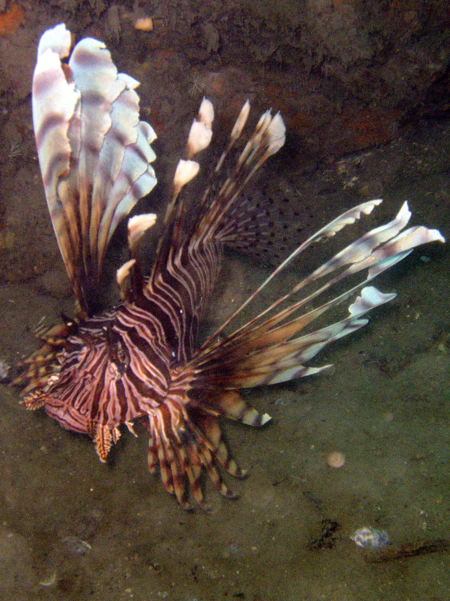 Lionfish