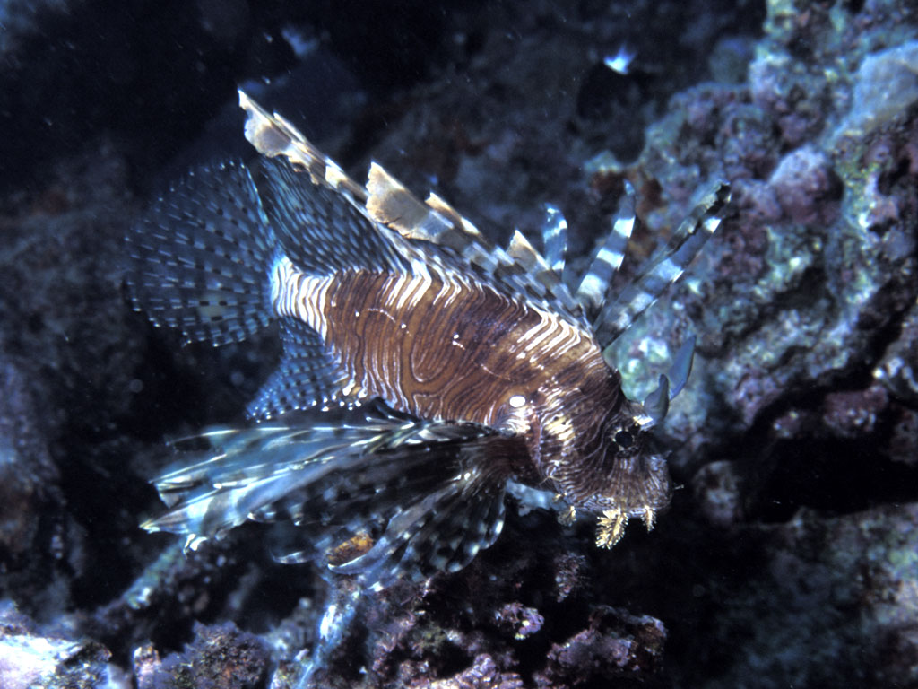 Lionfish