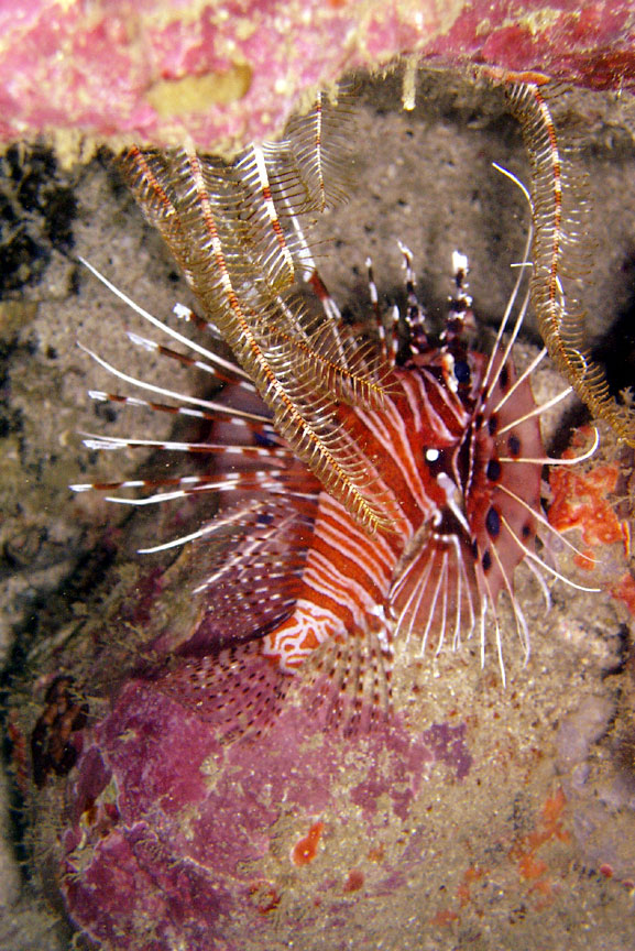 Lionfish