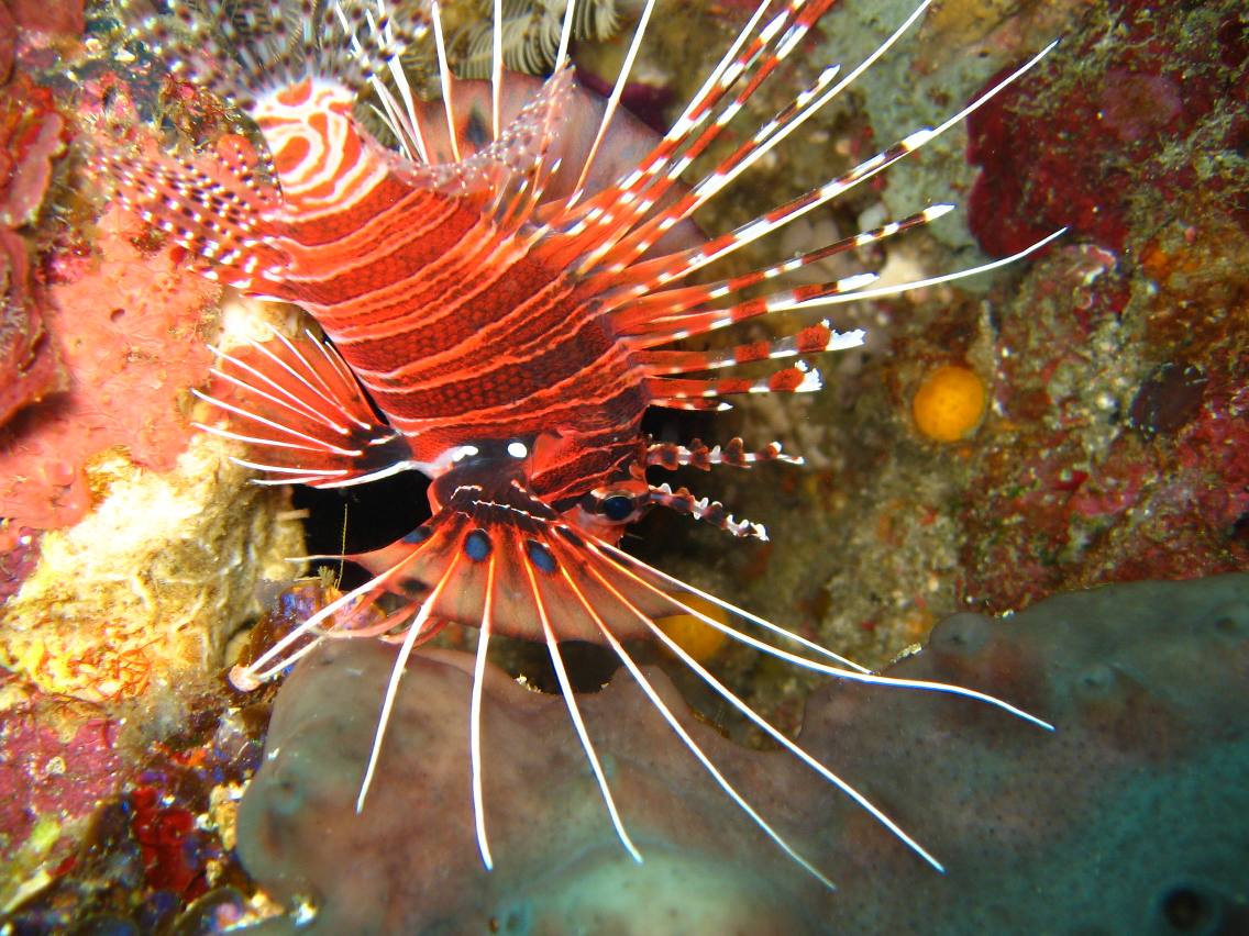 Lionfish