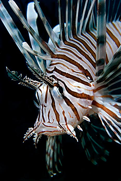 Lionfish