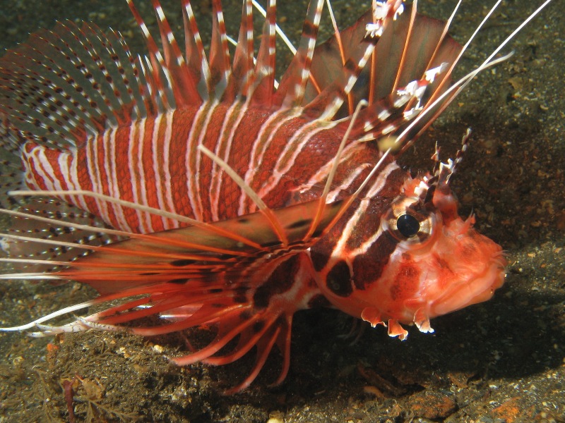 Lionfish