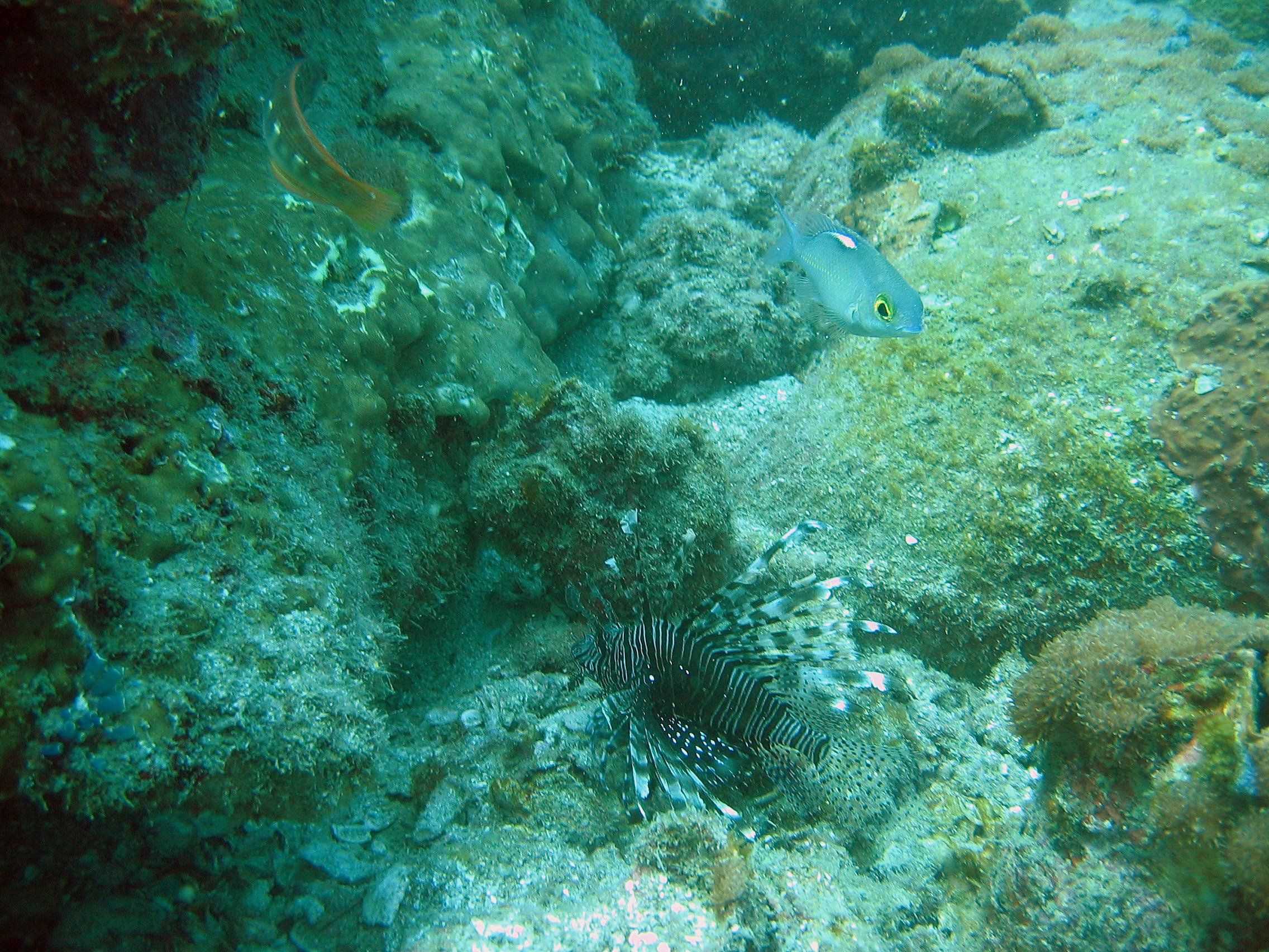 Lionfish