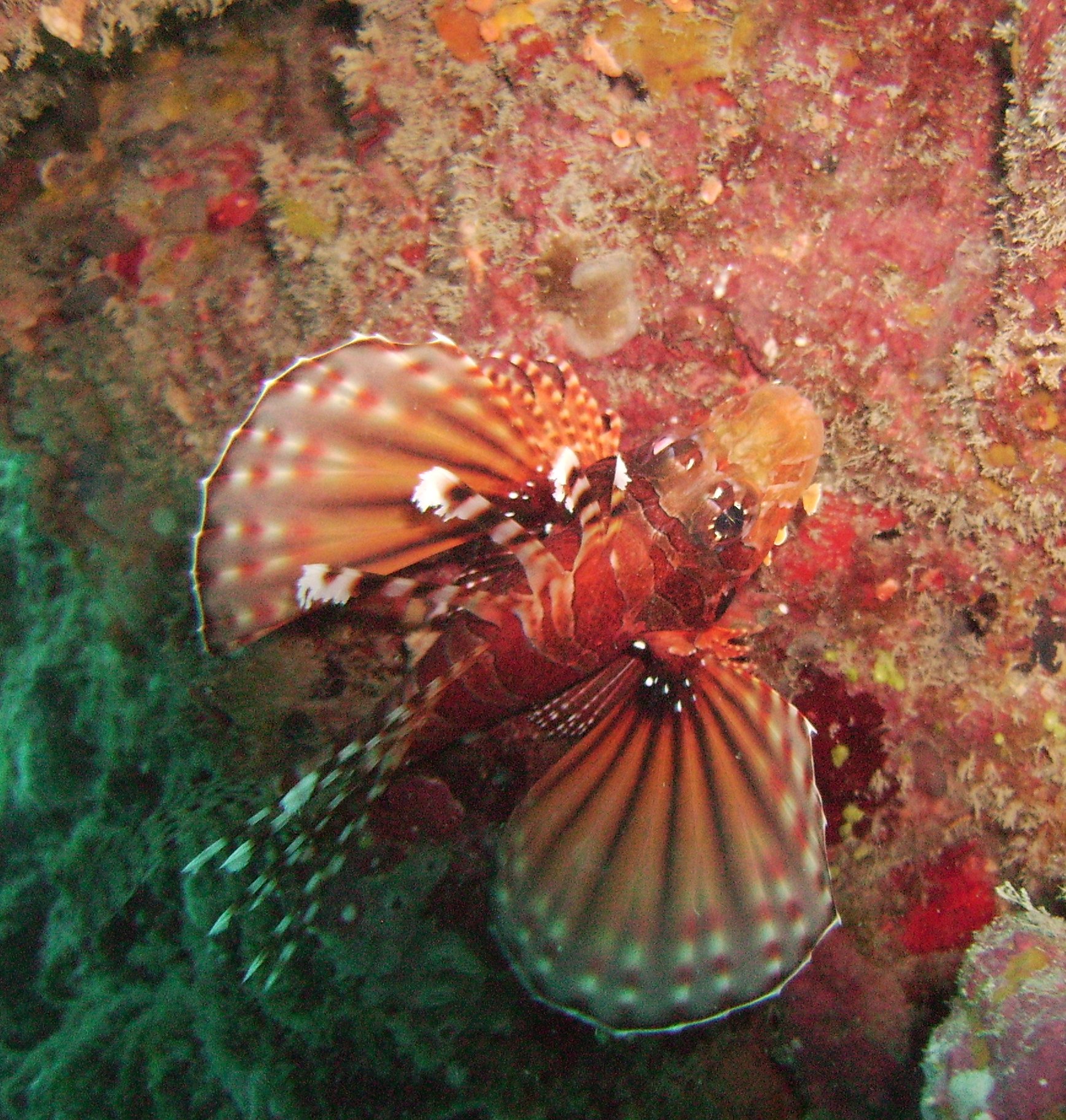 lionfish