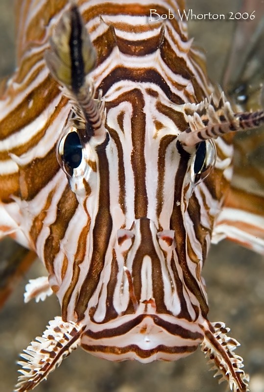 Lionfish