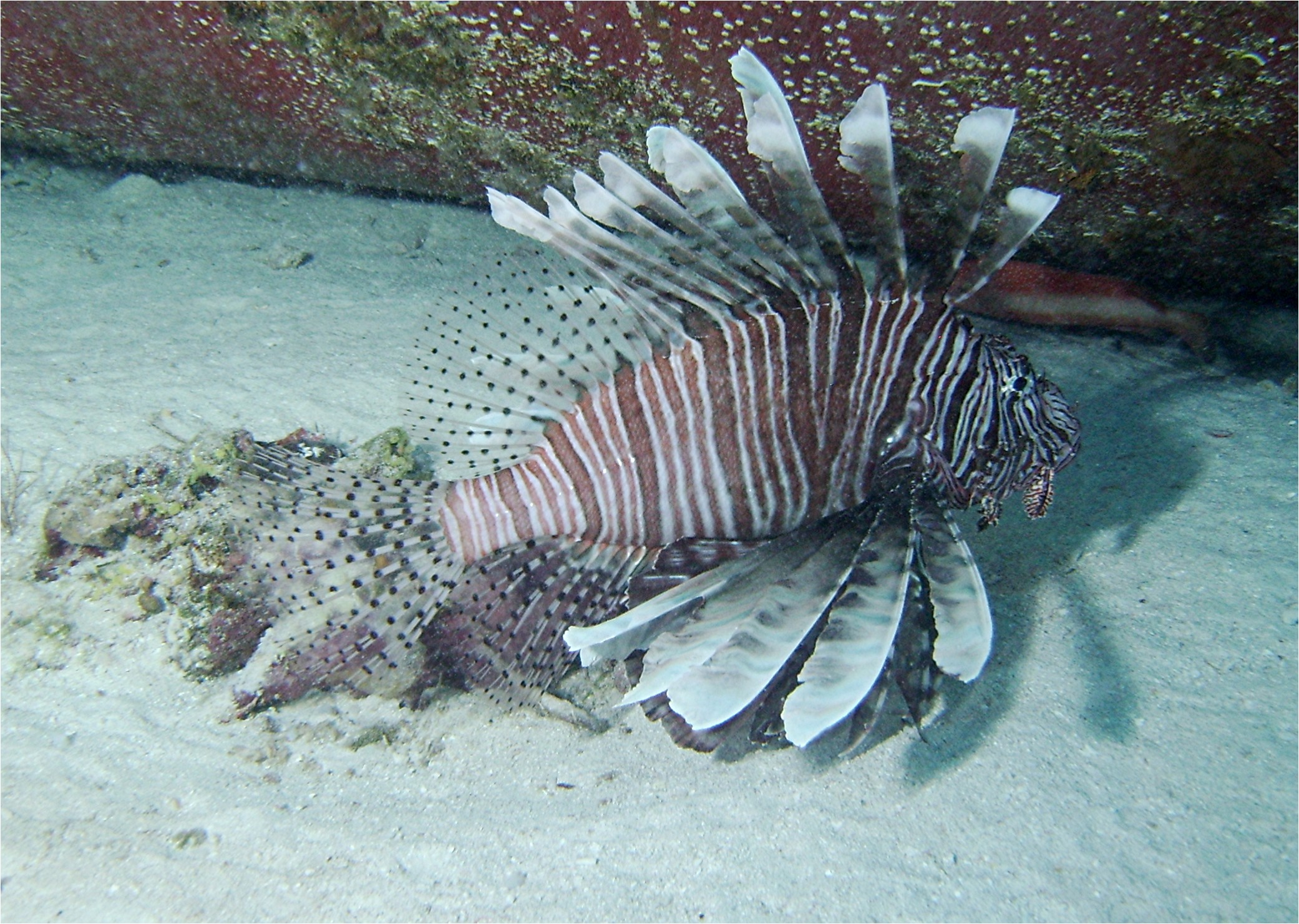 Lionfish