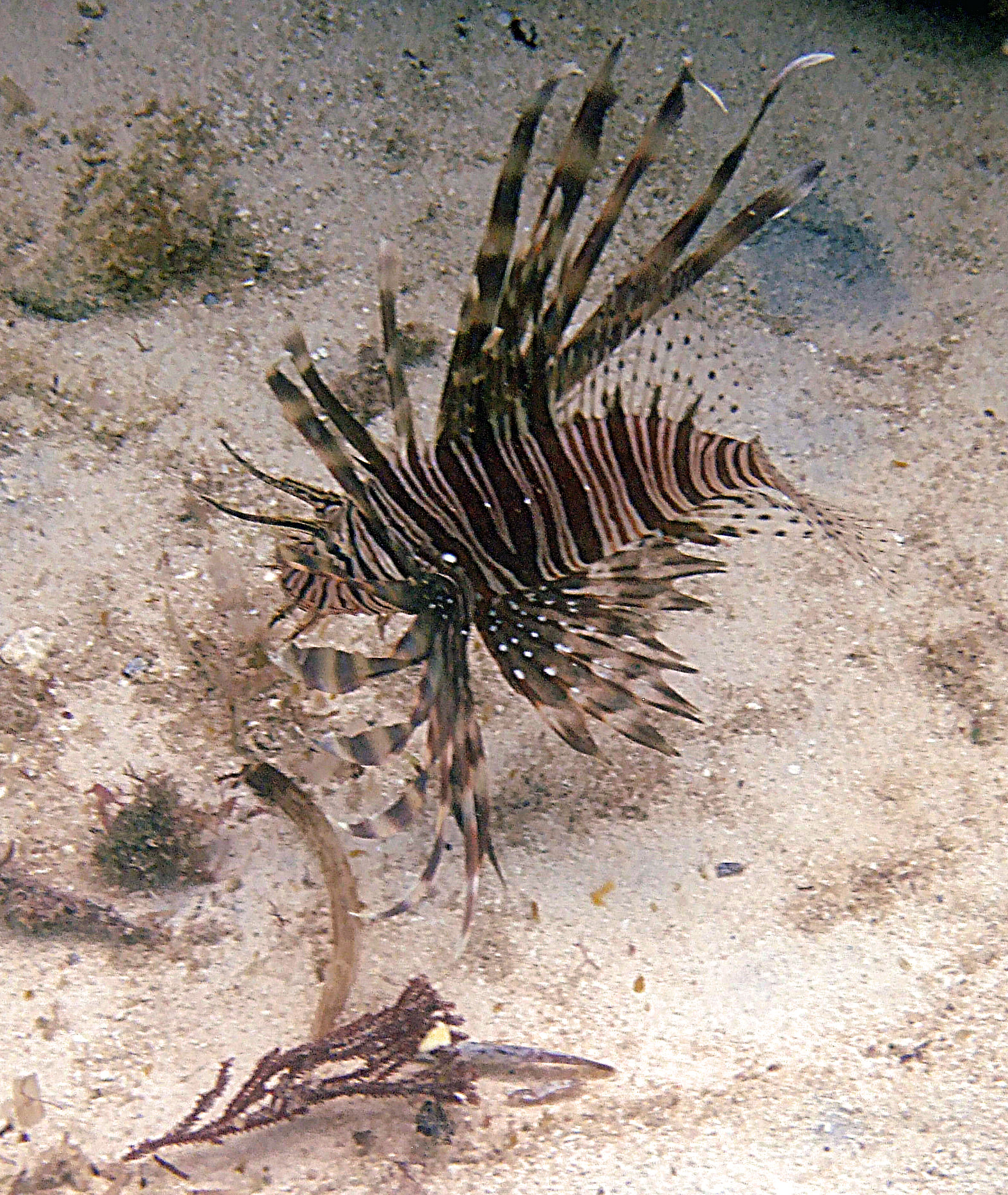 Lionfish