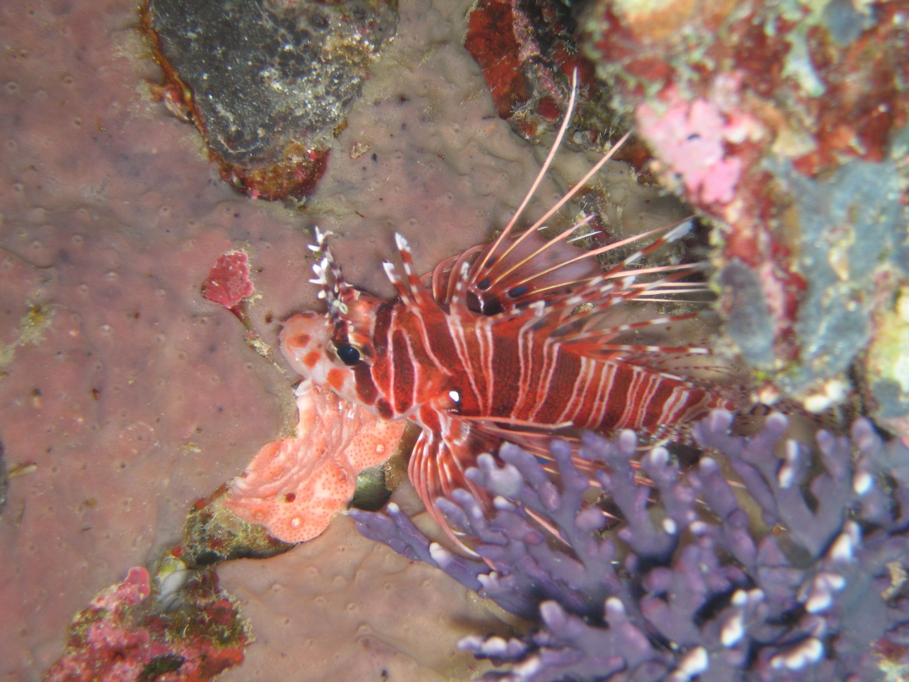 Lionfish