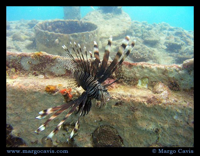 Lionfish