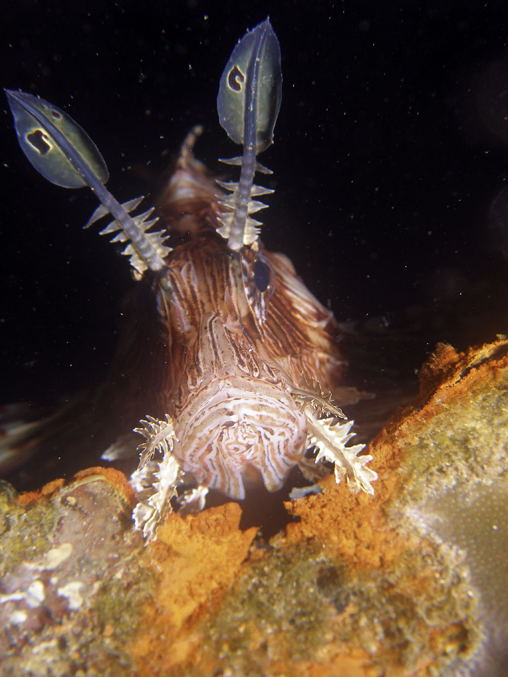 lionfish1