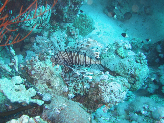 lionfish1