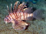 Lionfish18