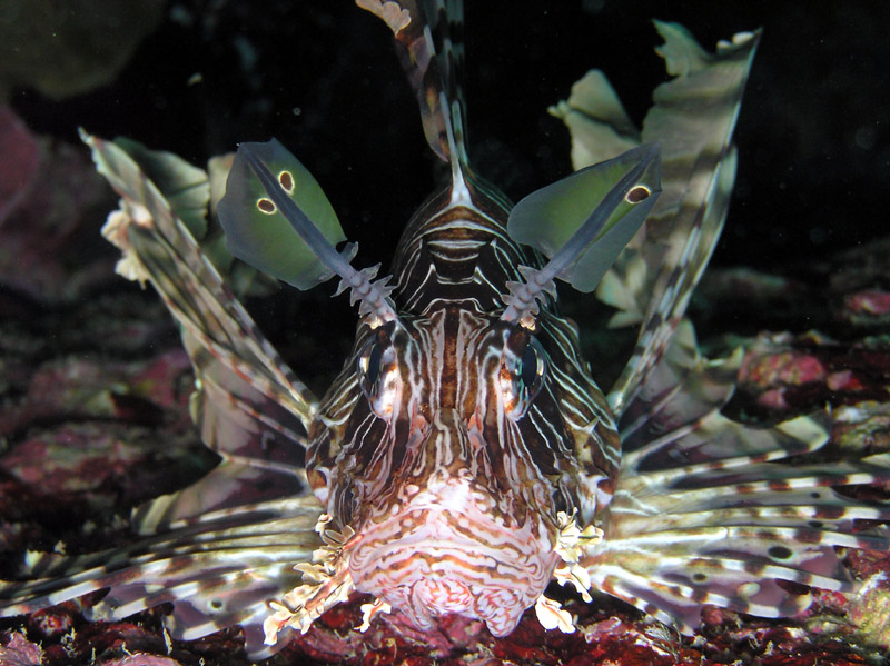 lionfish2