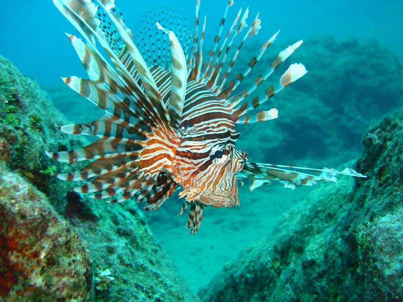 Lionfish31