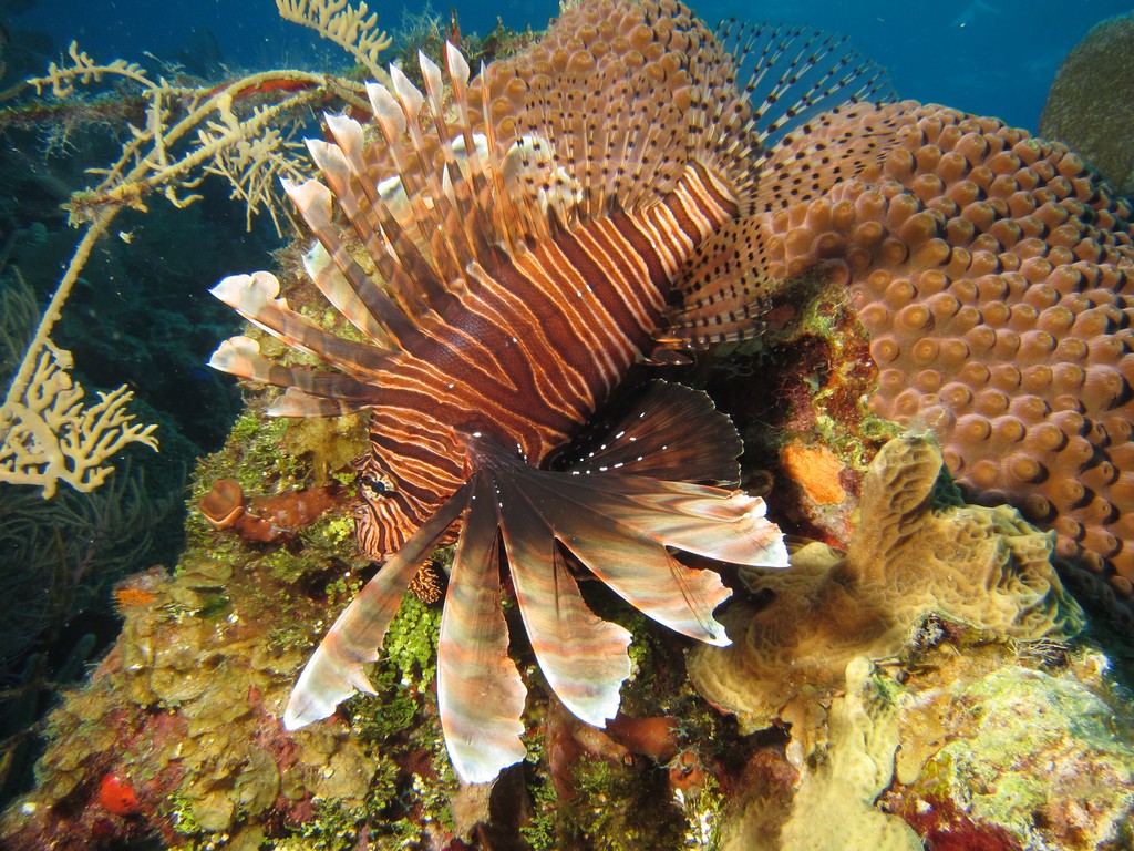 Lionfish38