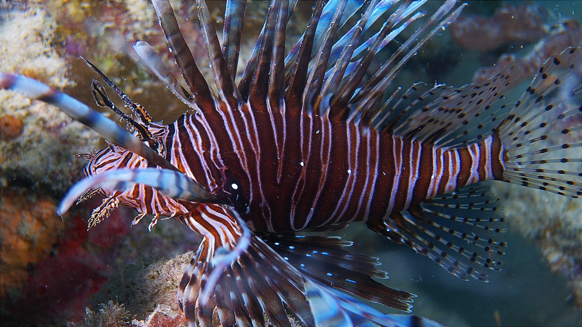 lionfish_011