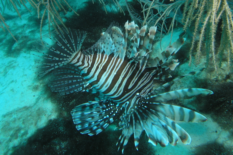 Lionfish_2