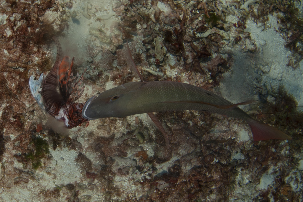 lionfish_dinner