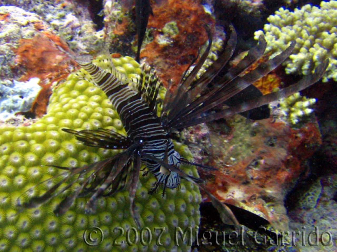 Lionfish_GREAT_BARRIER_REEF