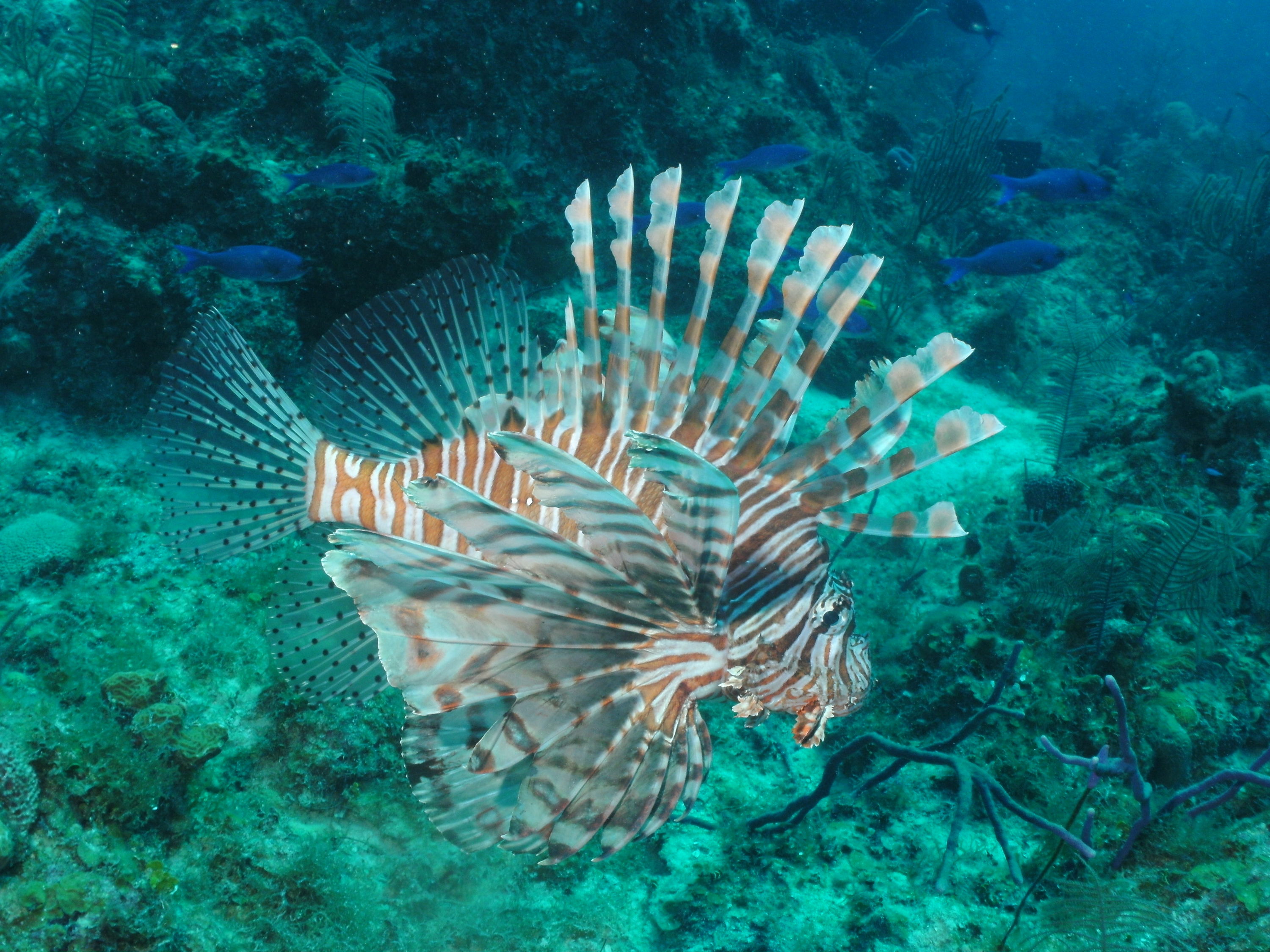 lionfish_with_damsels