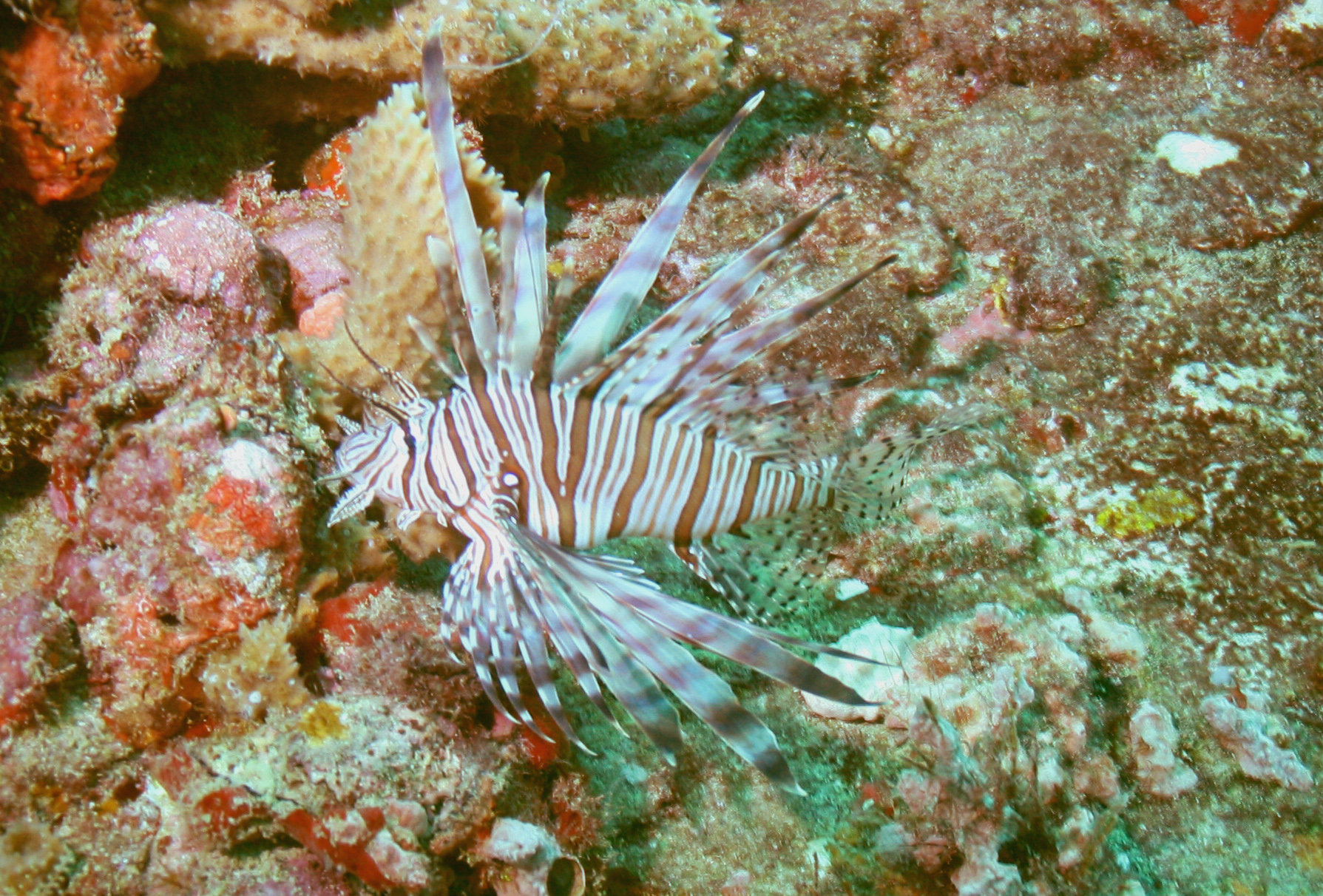 LionfishCloseup2