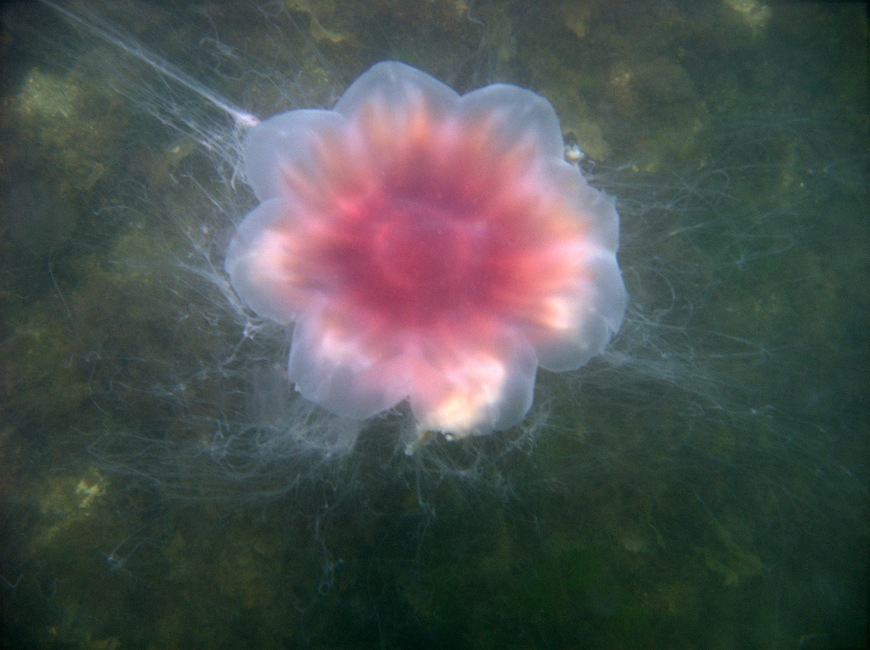 Lion's Mane Jellyfish, Fort Wetherill, RI