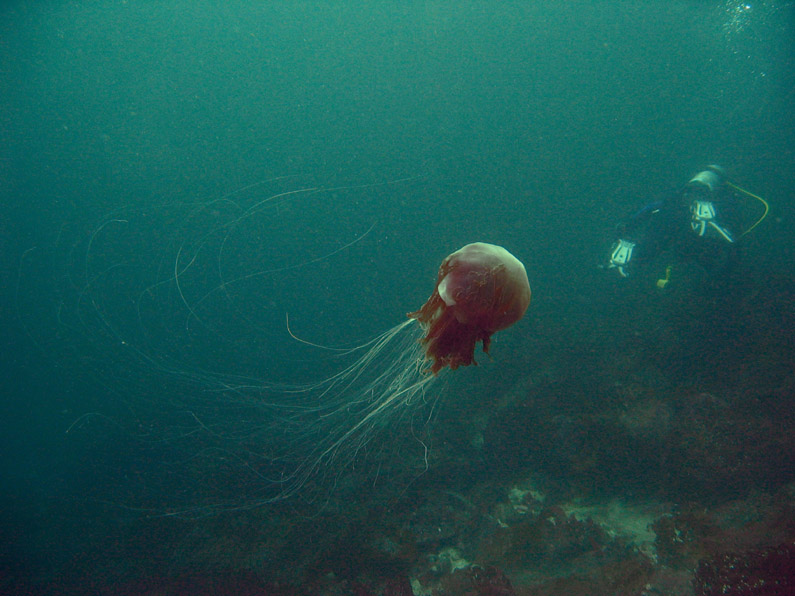 Lions' Mane Jellyfish