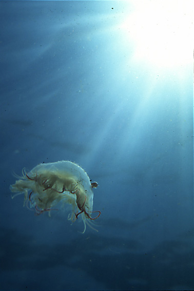 Lion's Mane Jellyfish