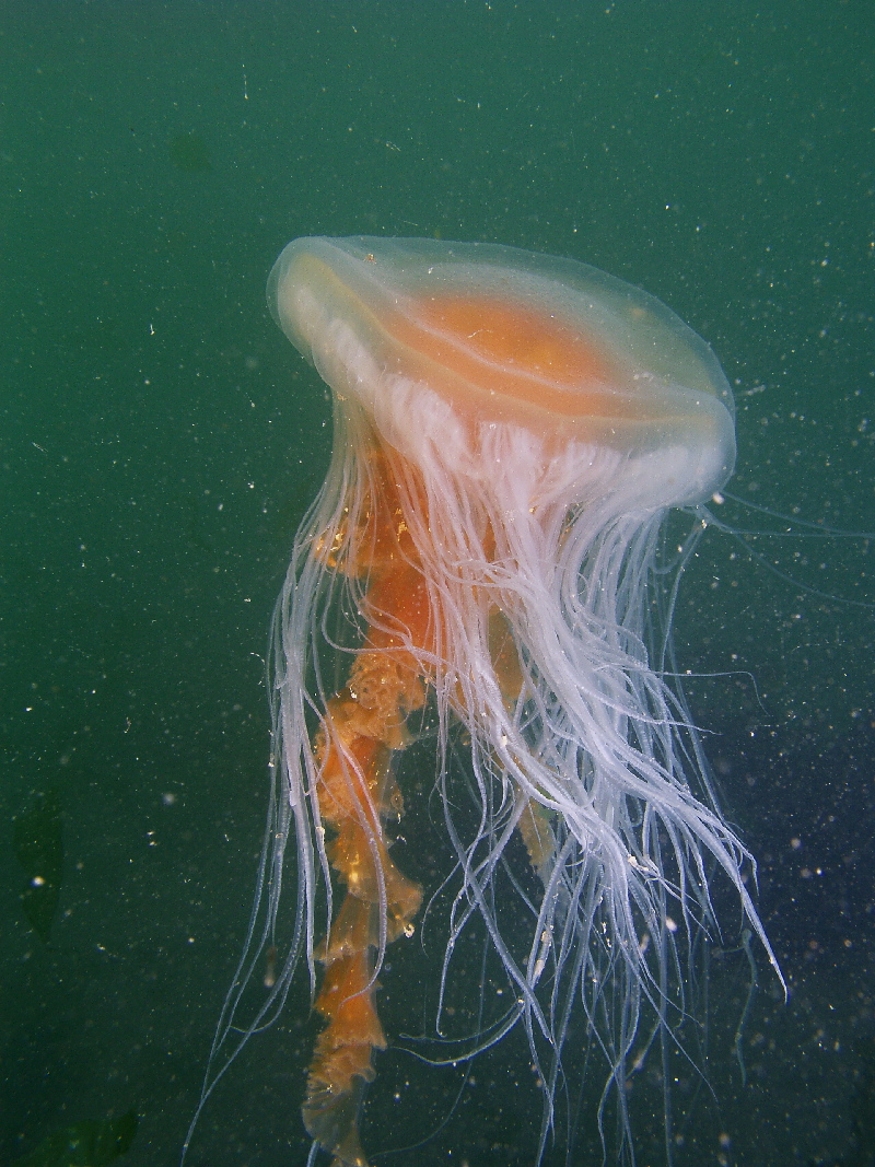 Lions Mane jellyfish