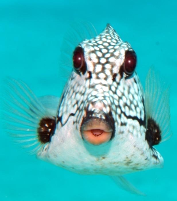 lip from a trunkfish