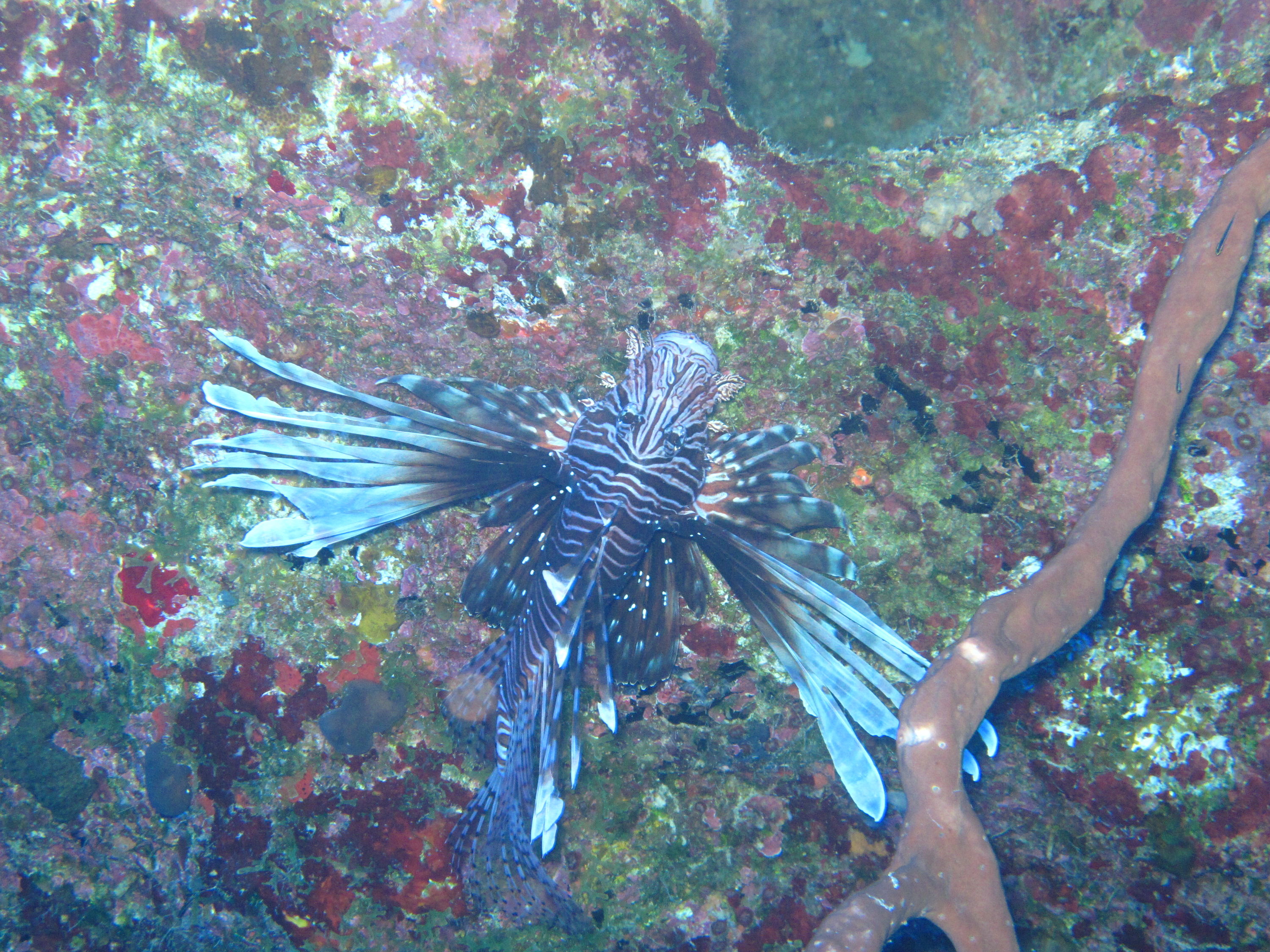 Lit-up Lionfish